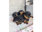 Cachorros Rottweiler