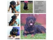 Rottweiler Registrados X el Paraguay Kennel Club