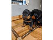 Cachorros Rottweiler