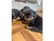 Cachorritos Rottweiler