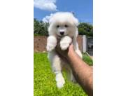 Samoyedo Macho