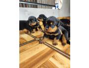 Cachorros Rottweiler