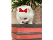 Pomerania hembra🤩
