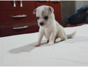 Perro chihuahua pelo largo