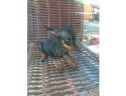 Perro pinscher mini