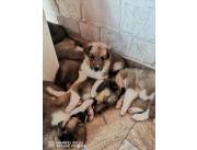 Hermosos cachorros de Collie disponibles