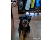 Rottweiler Aleman