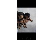 BELLOS Y PUROS CACHORROS ROTTWEILER - ROTWEILER