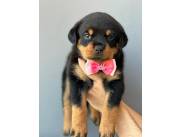 Rottweiler hembra