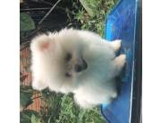 Cachorrito Pomerania