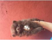 Cachorrito Pomerania