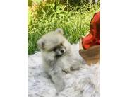 Pomerania macho