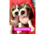 Beagle