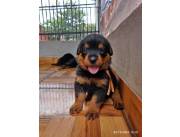 Cachorros Rottweiler