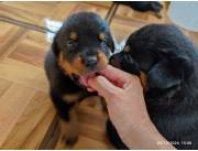 Cachorritos Rottweiler