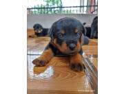 Cachorritos Rottweiler pura raza