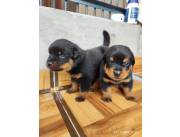 Cachorros Rottweiler