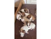 Hermosos cachorros Jack russell puros