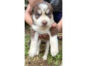 Cachorros huskys siberianos