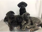 Cane corso macho y hembra