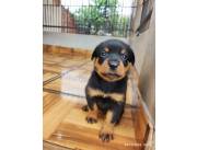 Cachorros Rottweiler