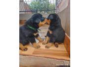 Cachorritos Rottweiler pura raza