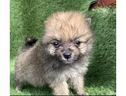 Pomerania macho y hembra