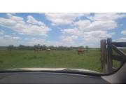 VENDO CAMPO GANADERO EN PARAGUARI - QUIINDY COD 4367