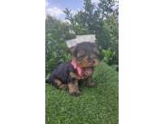 Yorkshire Terrier raza pura