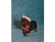 Cachorros Yorkshire Terrier. Caniche