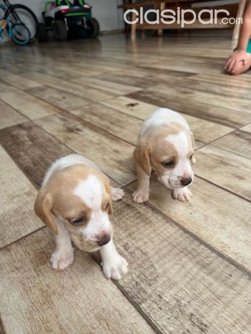 Perros - Gatos - BEAGLE BICOLORES Y TRICOLORES