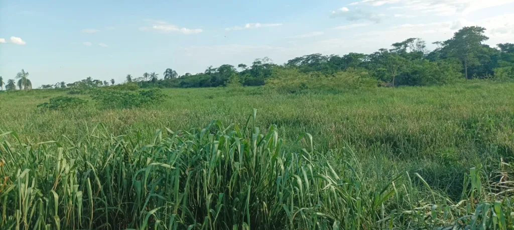Campo AgrícolaGanadero Mecanizado en Horqueta - 1330 Ha. — foto 3