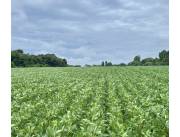 Campo Agrícola Mecanizado en Paso Yobai - 104 Ha.