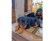 Cachorritos Rottweiler