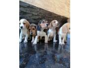 BEAGLE - BEAGLES