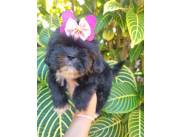 Cachorros shitzus