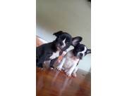 Cachorros bulldog frances