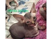 Gatos esfinges