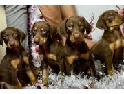 Cachorros doberman