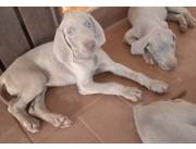 Vendo cachorros weimaraner