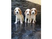 BEAGLE BICOLORES