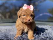 Cachorro caniche chocolate