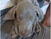 Vendo cachorros weimaraner