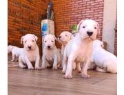 Dogo Argentino