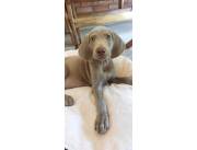 Vendo cachorros weimaraner