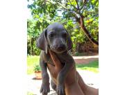 WEIMARANER