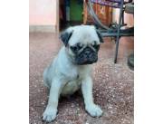 Pug Carlino