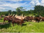 Livestock | Beef Production | Ankole Bulls for sale | Ankole Cattle group Exporters +27631