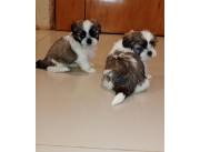 SHITZU - SHIHTZU TRICOLORES Y BICOLORES