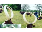 Livestock Trade | Ankole Breed For Sale | Ankole cattle in South Africa for Sale +27631501